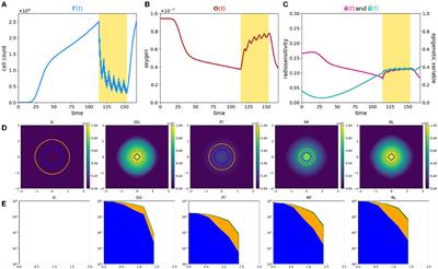Hypoxia-related radiotherapy resistance in tumors: treatment efficacy investigation in an eco-evolutionary perspective